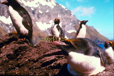 Penguins, sự ấm Chủ Nhật