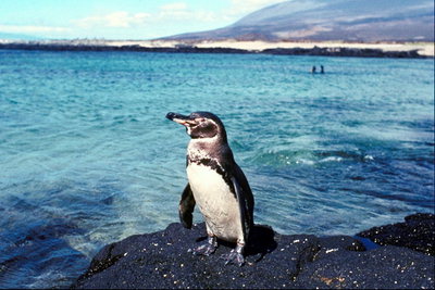 Пингвин-вид на море