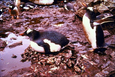 Penguins - Panahon na upang magpahinga
