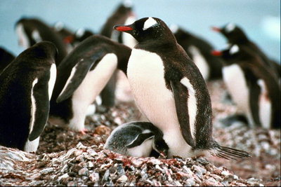 Pingüinos en tiempo de vacaciones