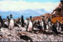 The group of penguins on the beach