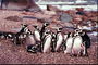 El grupo de pingüinos de vacaciones