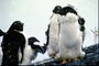 Glamorous pingouin