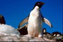 Penguin nojalla Morning Sun