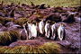 Pingüinos en la reunión