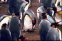 Penguins de charge de la matinée