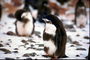 Pingüinos, el primer invierno