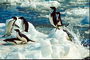 Pingüinos regresan de la caza