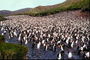 Pingüinos, la migración