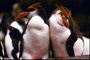 Penguins, beauty