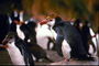 Penguin, one of its
