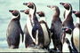 Pingüins - nossa simpática família