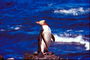Penguin on the background of the sea, the rays of sunset