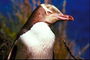 Penguin - sobrecogedora belleza