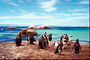 Pingüinos de vacaciones, un hermoso cielo, mar bella