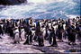 Pingüins - almoço