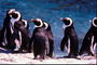 Penguins in the sun