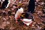 Penguins - incubation of eggs