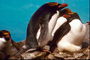 Pingüinos-idílica familia