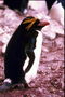 Penguin-proud loneliness