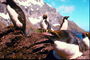 Penguins, den varme sol