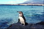 Penguin, Sea view