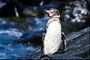 Pinguim-friend finder