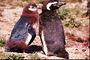 Pingüins-Pai e Filho