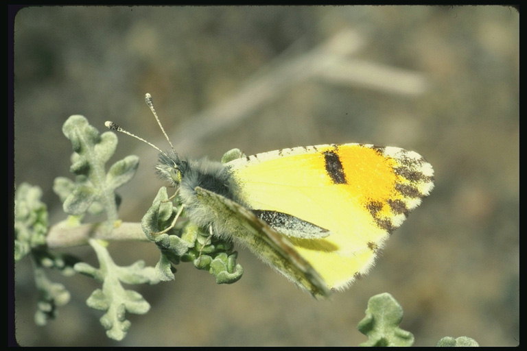Бабочка с мохнатым телом и бледно-желтыми крыльями