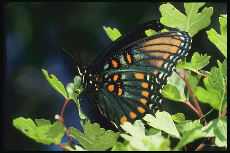 Темно-зеленый тон на крыльях бабочки оранжевые и коричневые пятна 