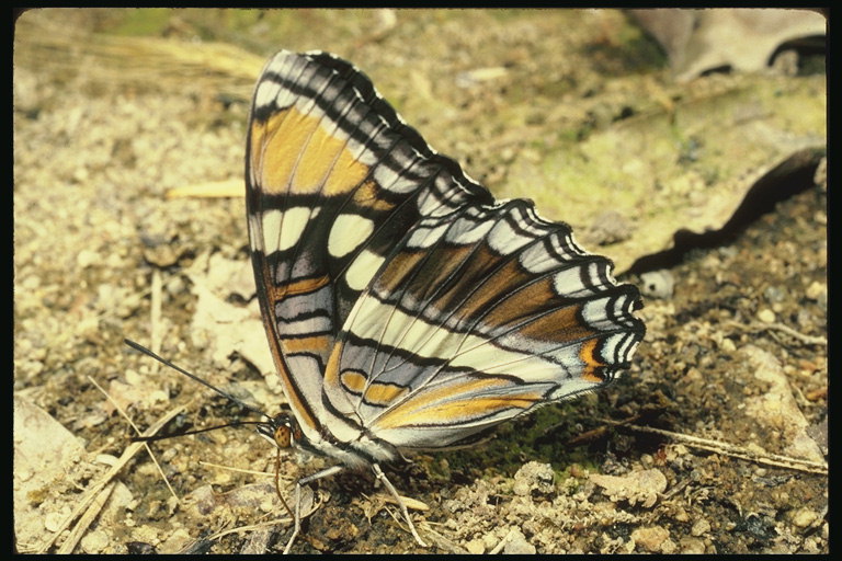 Бабочка с длинными тонкмим лапками и разноцветными крыльями