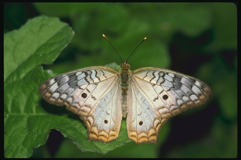 Бабочка с светло-коричневой каемкой на крыльях