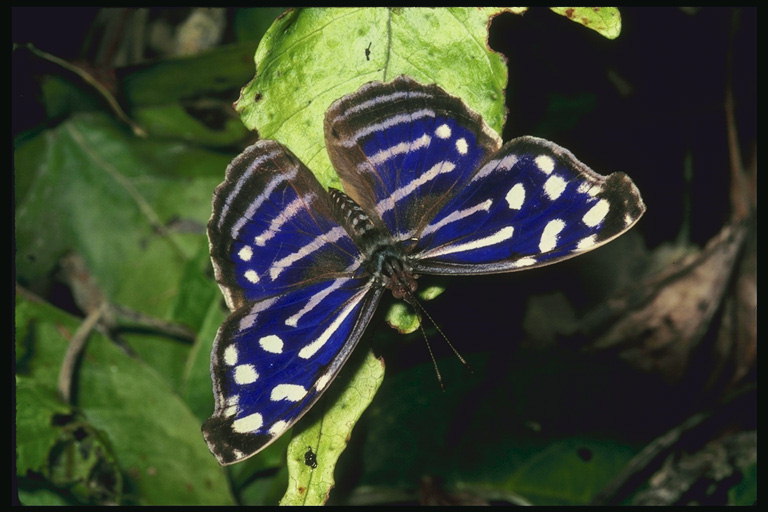 Крылья в темно-синем цвете и в белых полосках