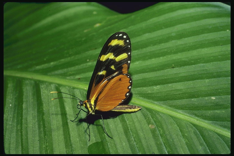 Бабочка с желтой полоской на коричневом теле