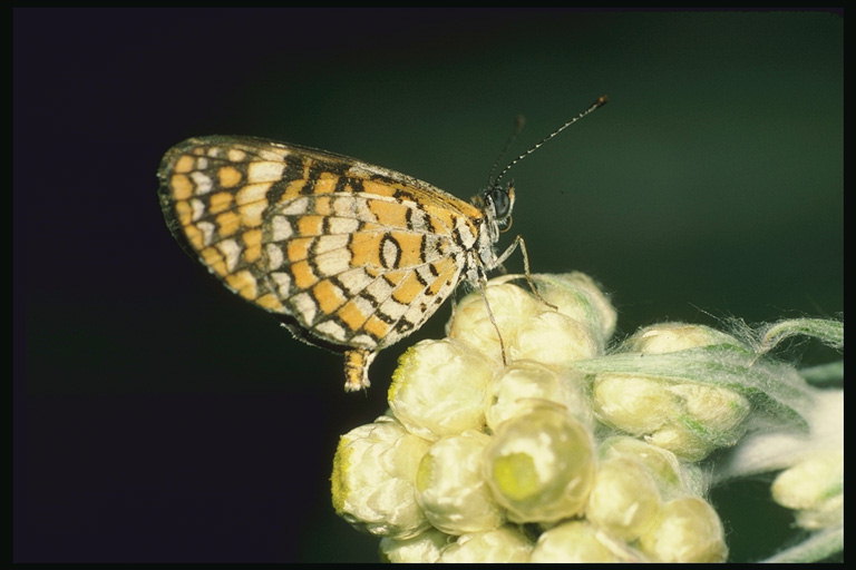 Бабочка с коротким телом на ветке цветов в ворсинках