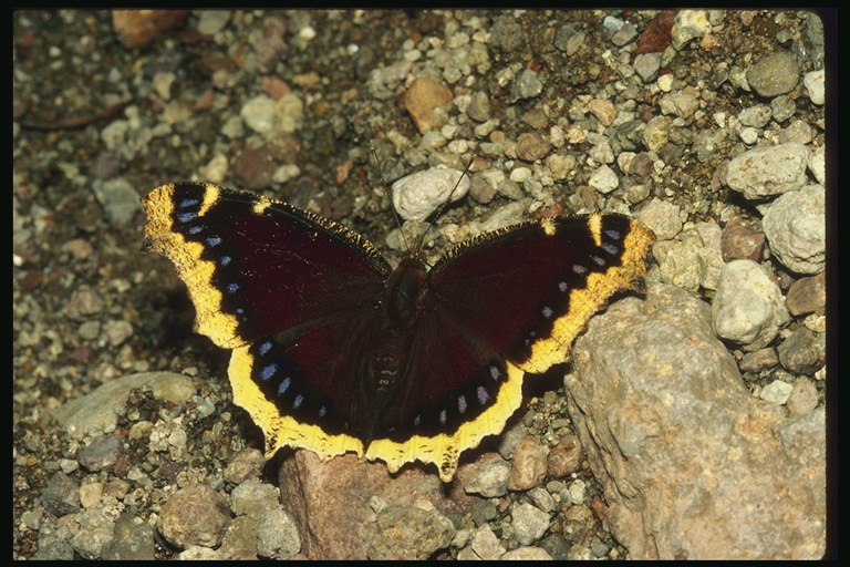 Темно-бордовая бабочка с золотистым обрамлением крыльев