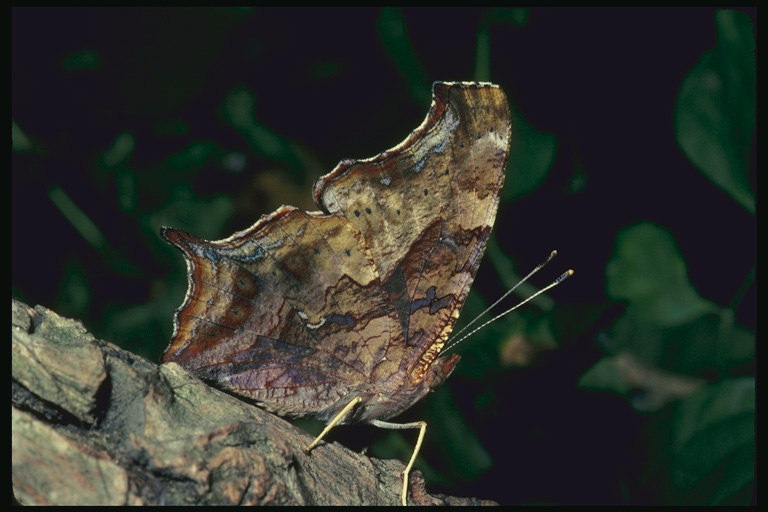 Бабочка с рисунком на крыльях имитирующим текстуру дерева