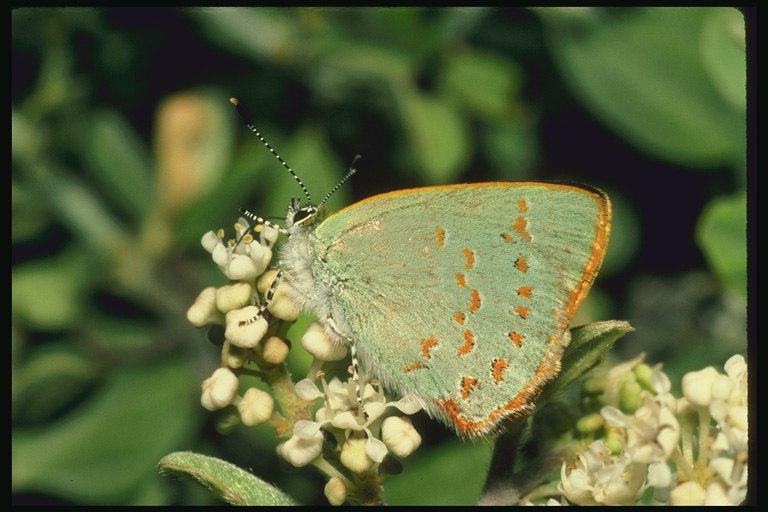Бабочка с бледно-салатовыми крыльями и полосатыми лапами