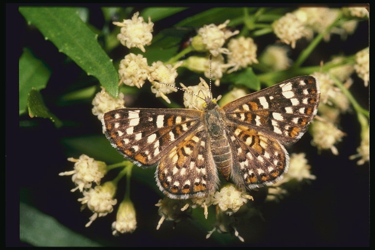 Бабочка с мохнатым телом и крыльями