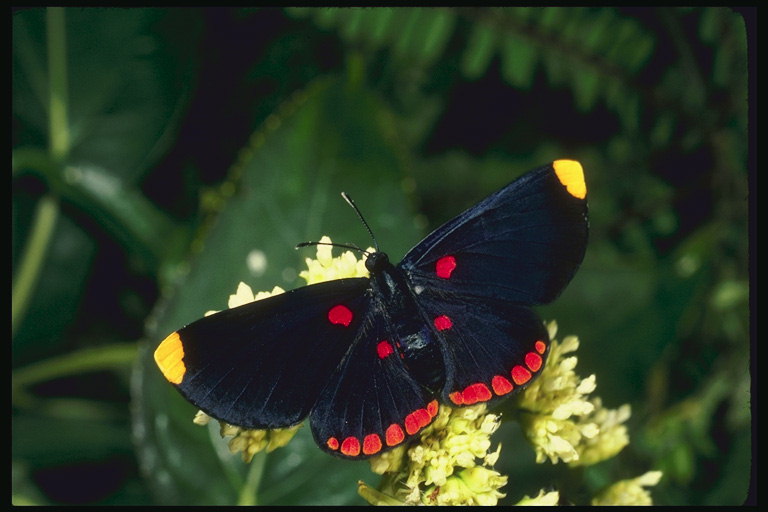 Бабочка с темно-фиолетовыми бархатными крыльями
