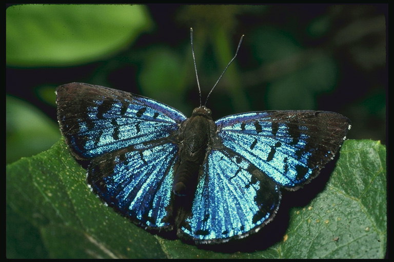 Бабочка с голубыми крыльями с стальным блеском и напылением черного цвета