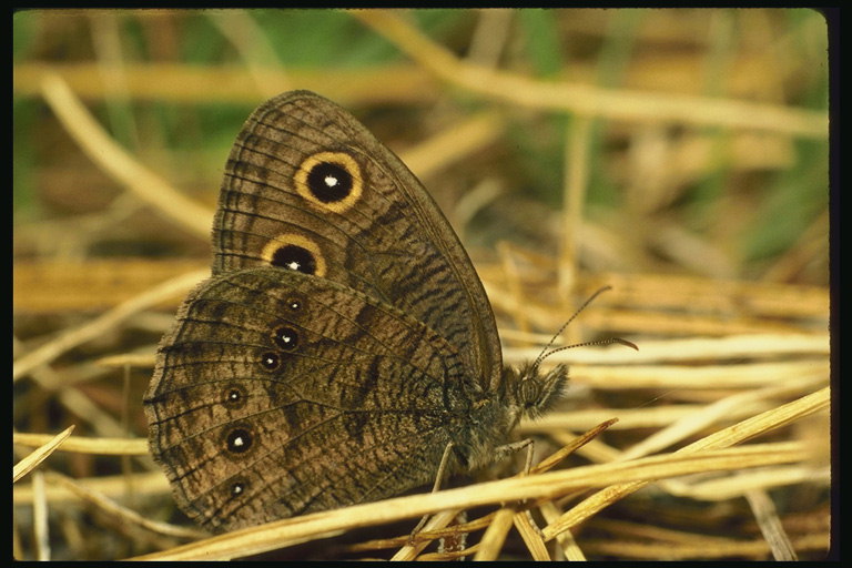 Бабочка с мятой текстурой крыльев среди сухих стебельков