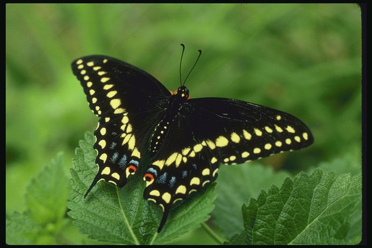 Бабочка с короткими черными усиками