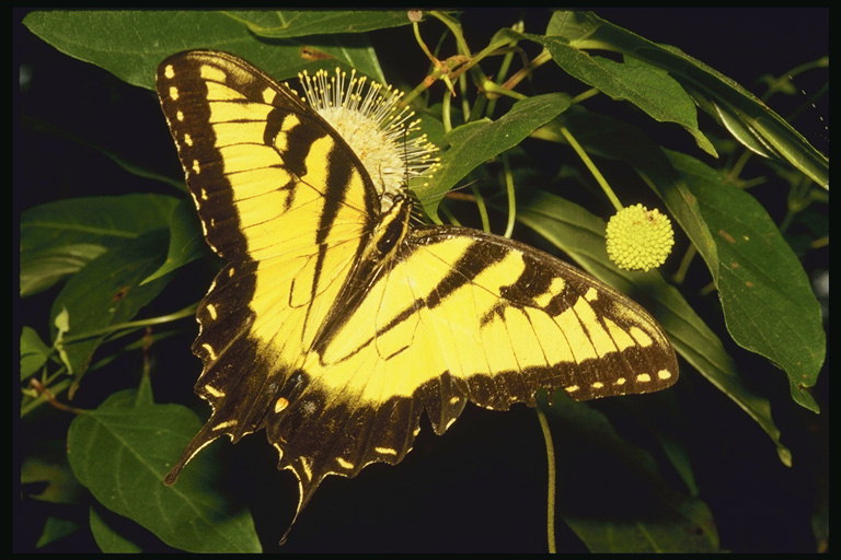Бабочки! http://pix.com.ua/db/animals/insects/butterflies/b-52079.jpg