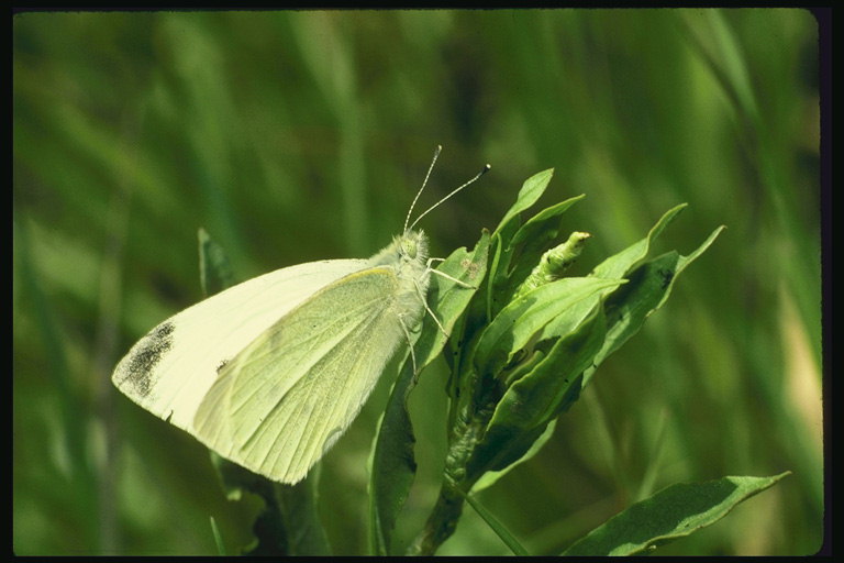 Бабочка с прямыми краями крыльев