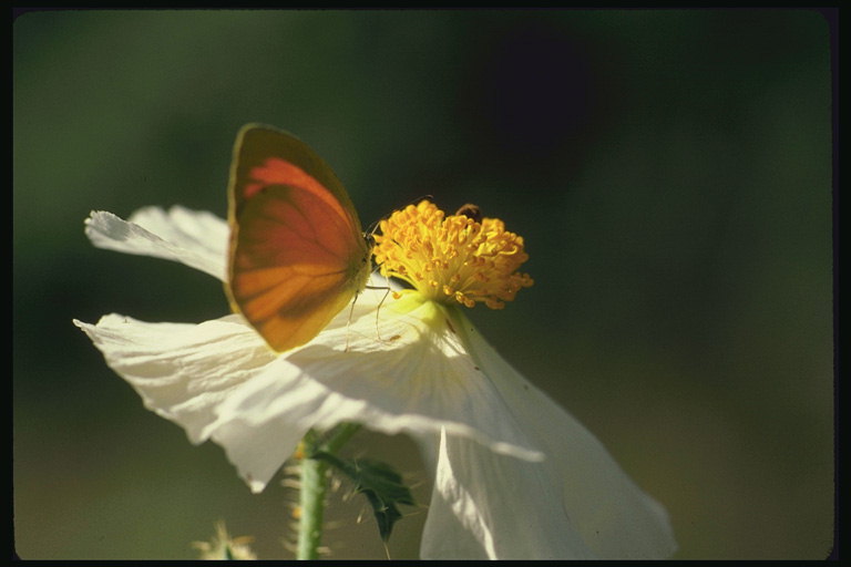 Оранжевая бабочка с маленькими крыльями на цветке с белыми волнистыми лепестками