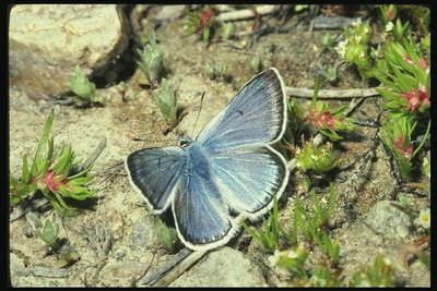 Бабочка с синевато-сиреневыми крыльми и ворсинками на краях