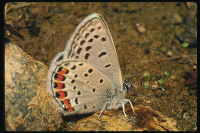 Бабочка с крыльями песочного цвета, с красными и черными пятнами. Длинные усики в черную полоску