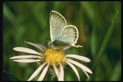 Бабочка с серо-голубыми крыльями на розовом цветке с длинными лепестками
