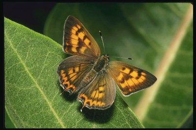 Бабочка с неровными краями крыльев на зеленом листке широкой продолговатой формы